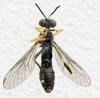 Dioctria longicornis